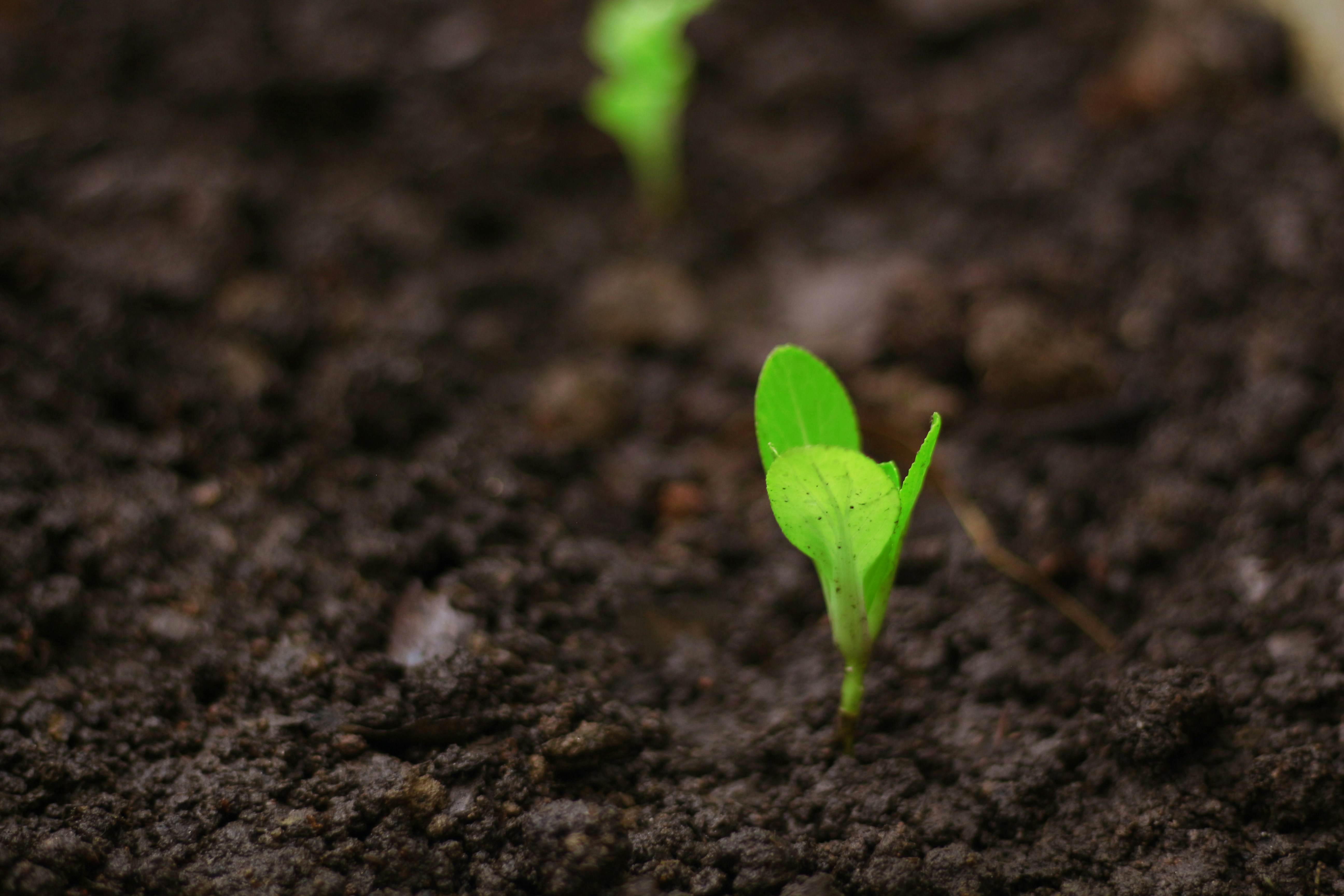 Semillas de cáñamo germinando en la tierra