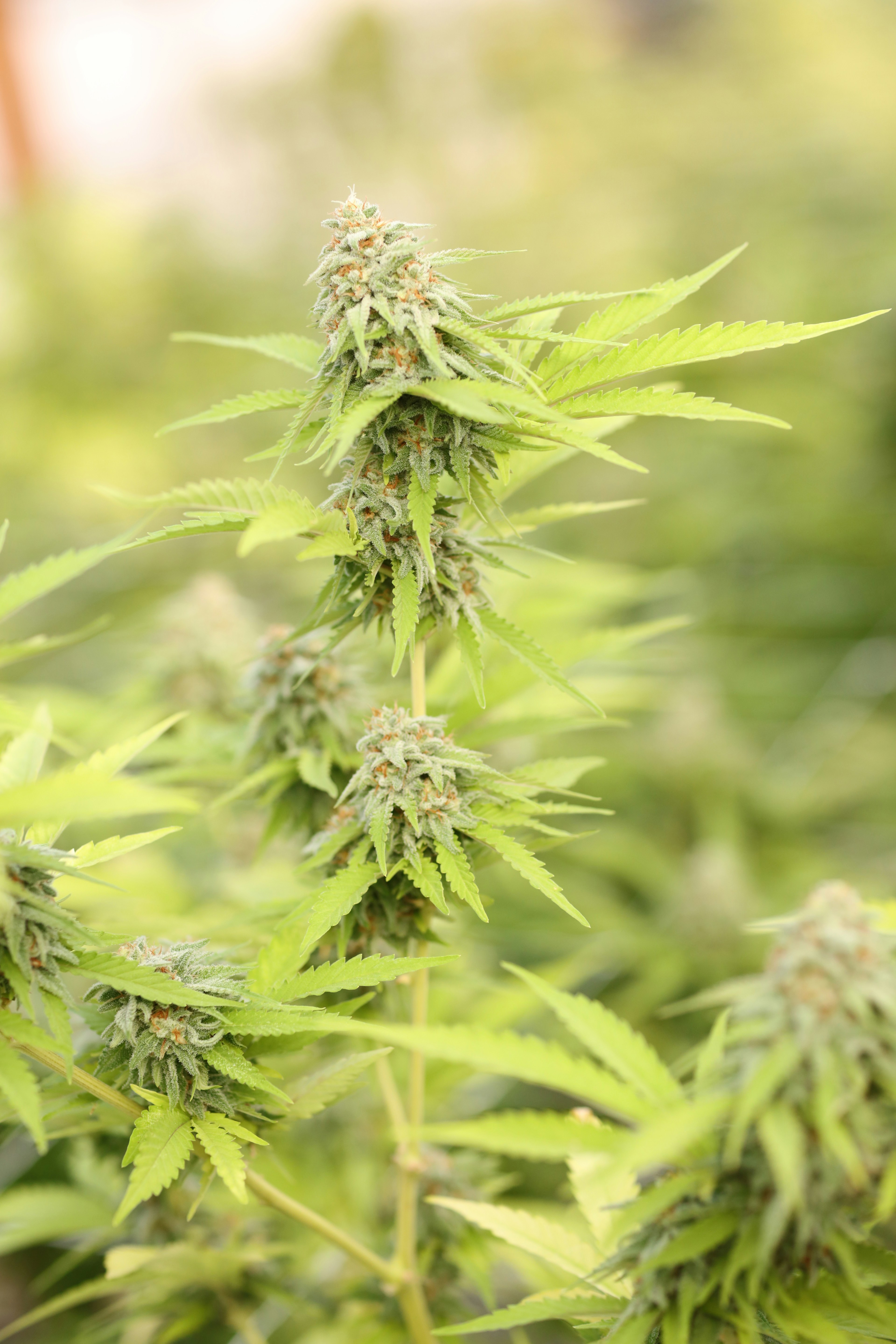 Comparación entre semillas de cáñamo y flores de cannabis