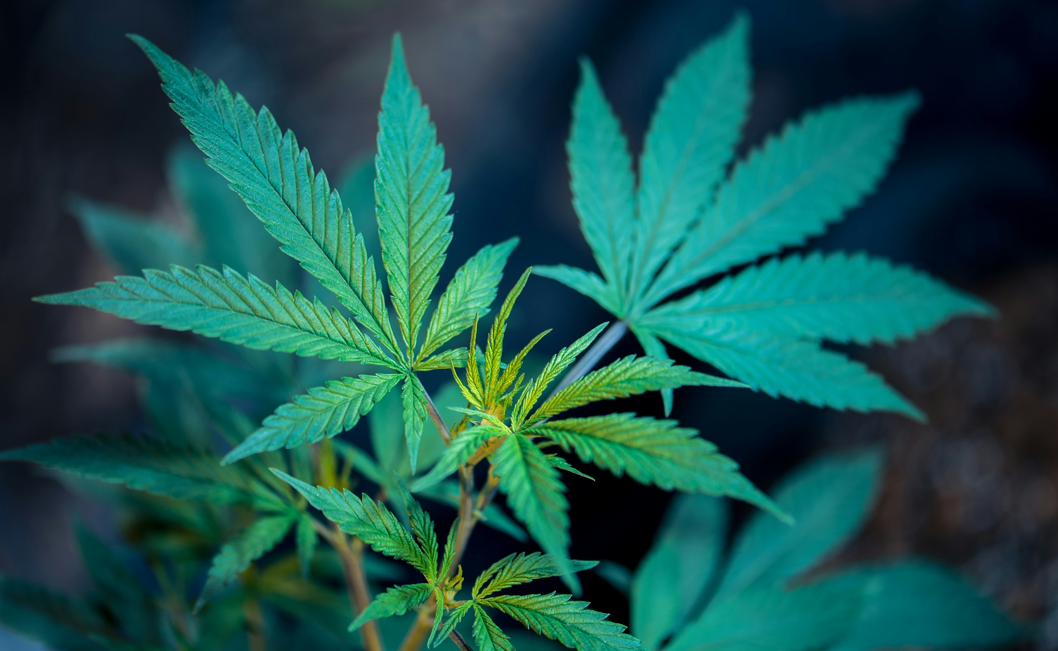 Comparativa de métodos de detección de cannabis: saliva, sangre, orina y cabello